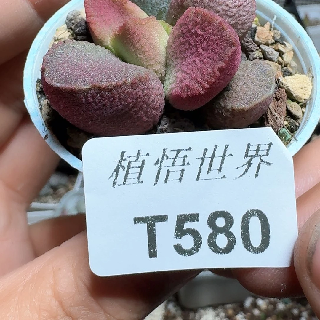 580盒多肉植物哇c g