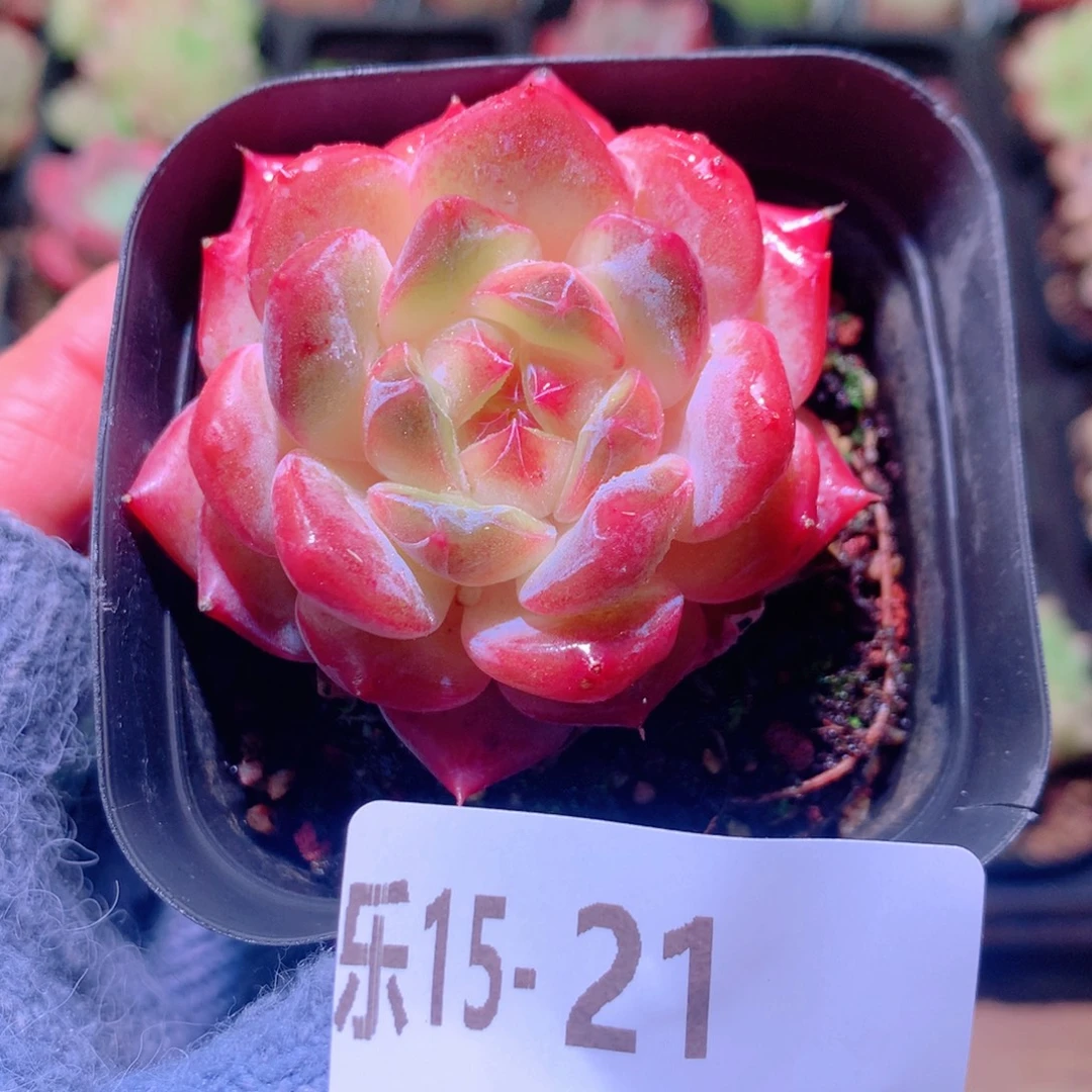 乐然15-21 新品单头