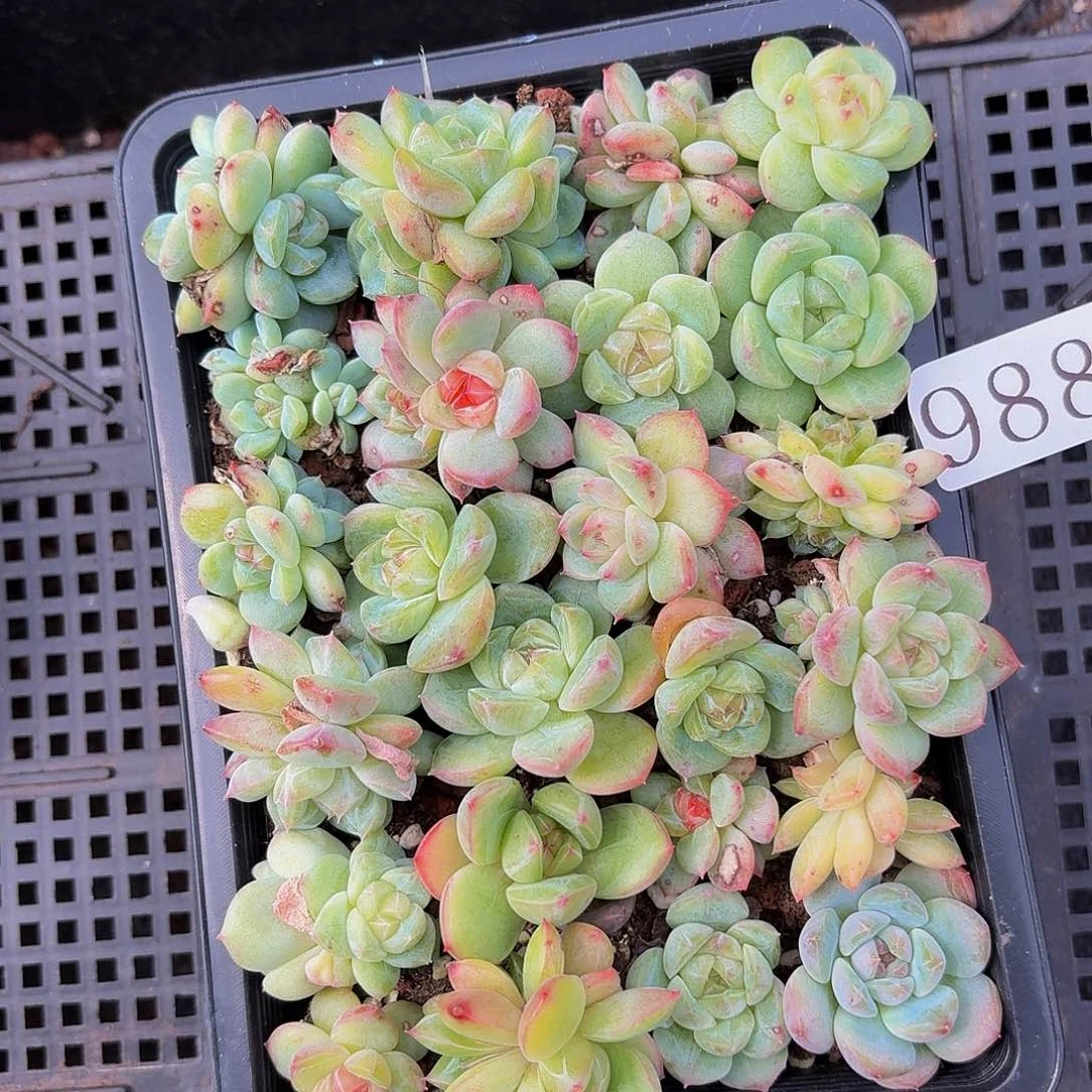 多肉植物多肉植物988