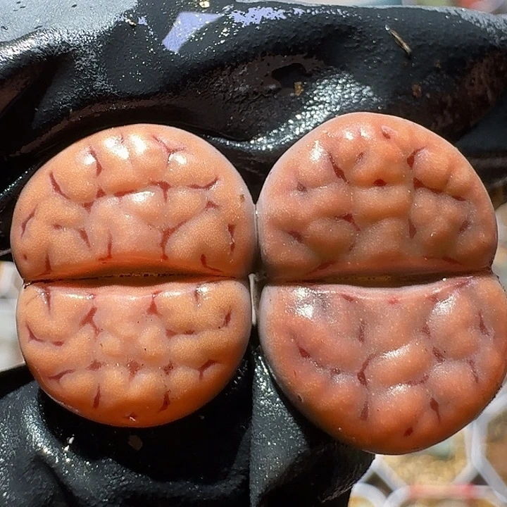 生石花112222。   285