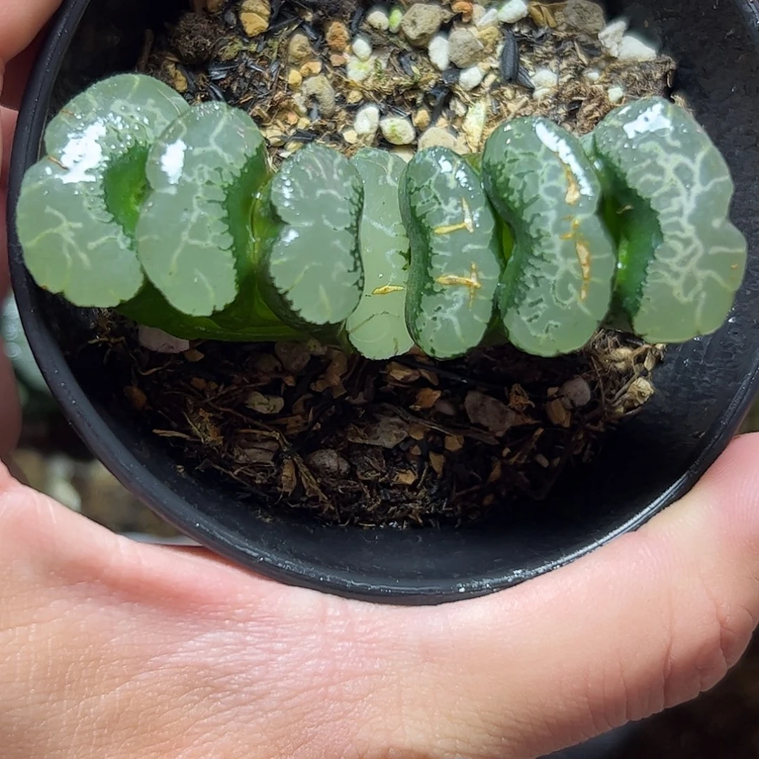 浮躁母本十二卷多肉植物