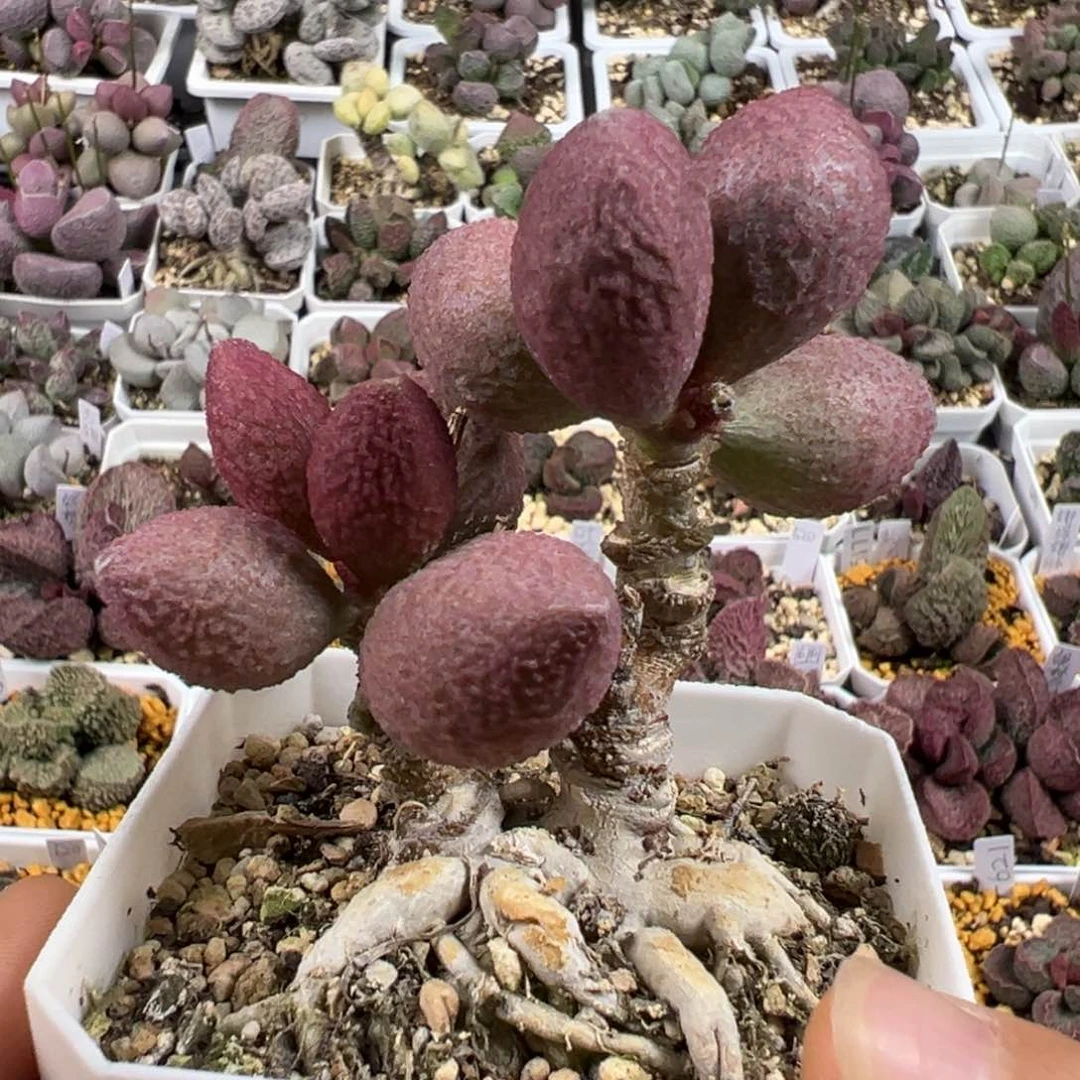 纯木质老桩服部多肉植物水泡