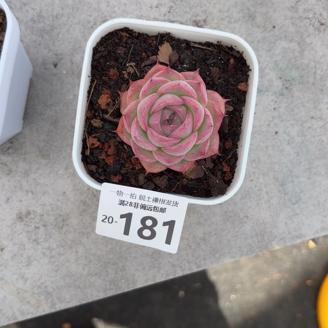 侧影单头多肉多肉