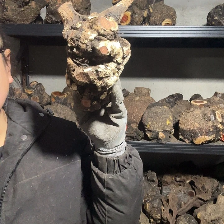 猎***跃香榧木火琉璃的故事是一个人