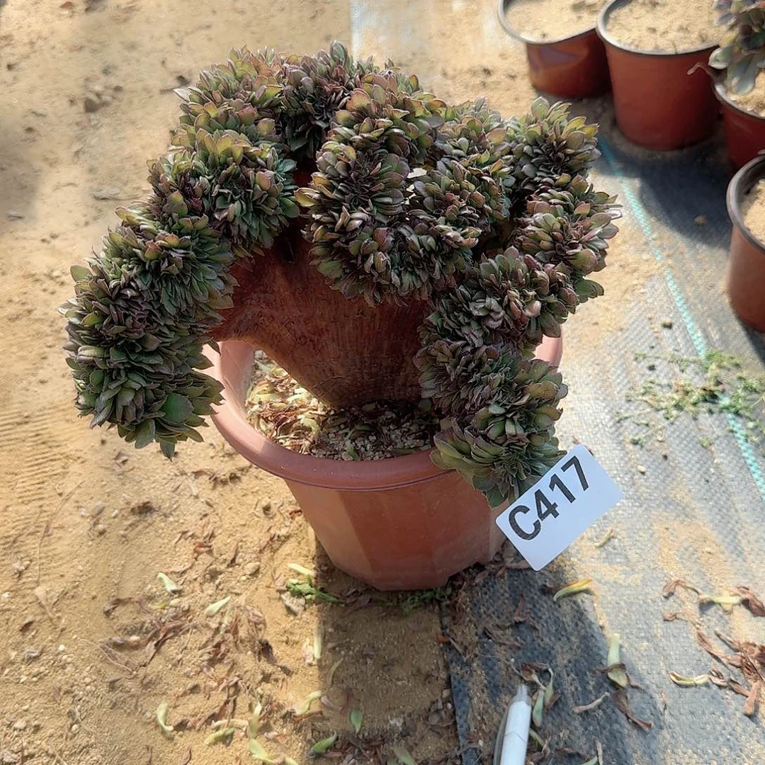 417万缀一颗呀呀