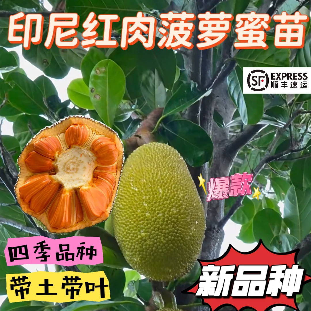 新品种正宗印尼红肉菠萝蜜原杯带土带叶嫁接果树苗四季种植结果