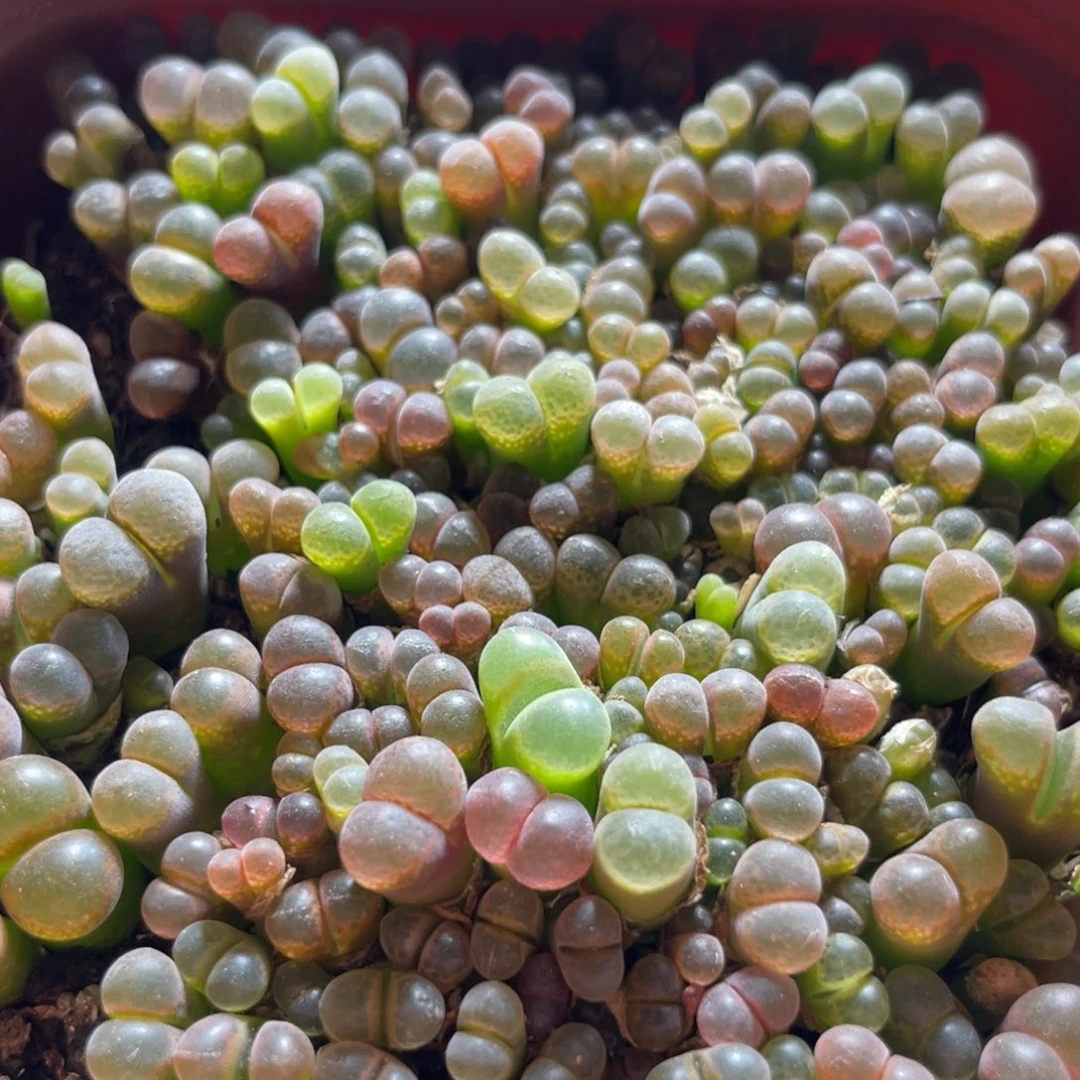 今晚五彩风铃更新～4