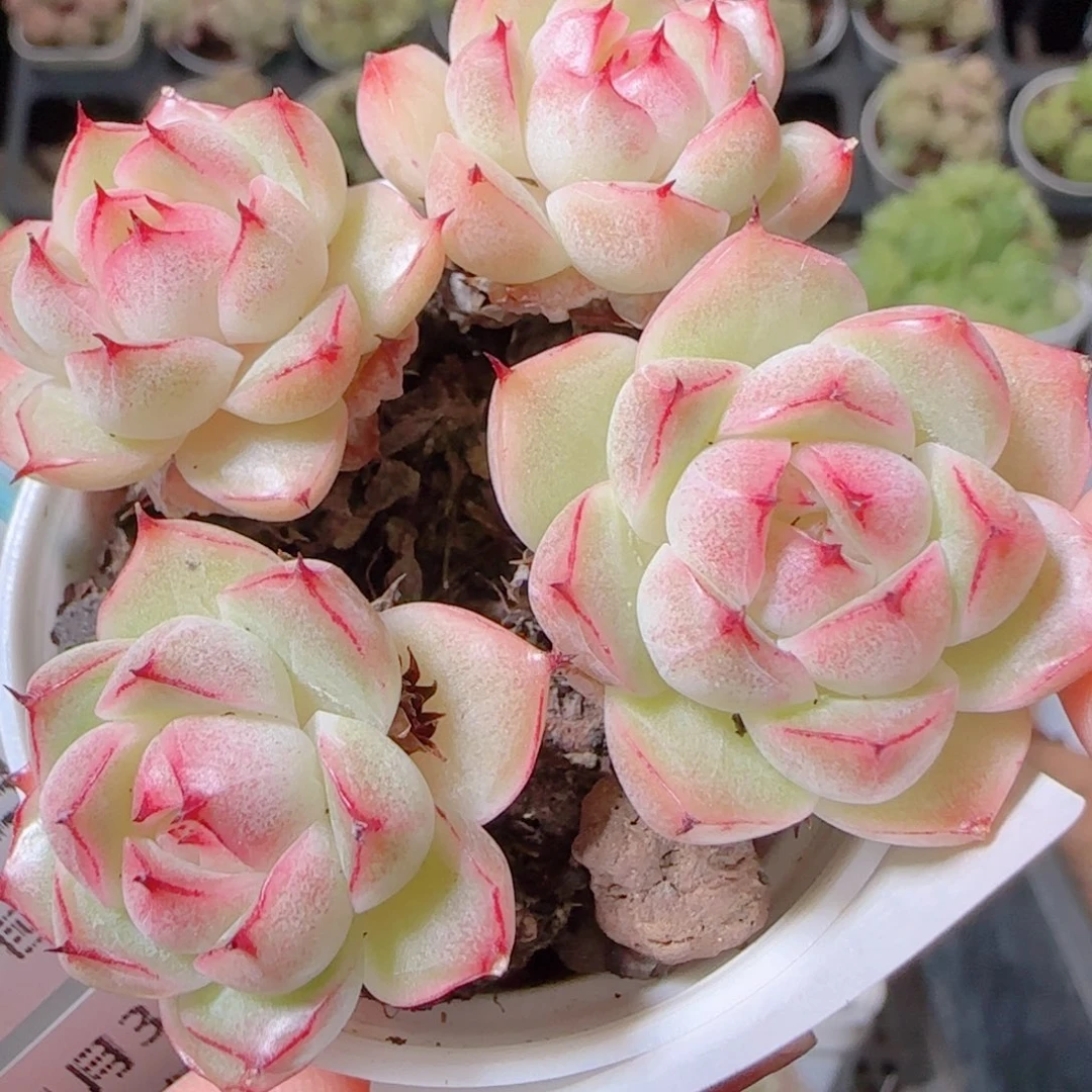 花语逸镜1103-204边线包子麦秆整