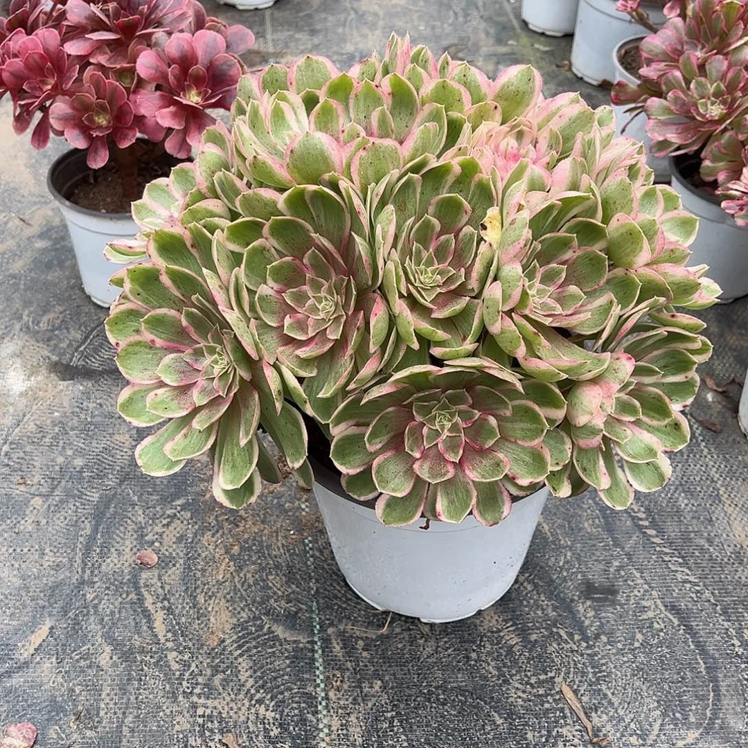 孔雀翎法师漂亮漂亮