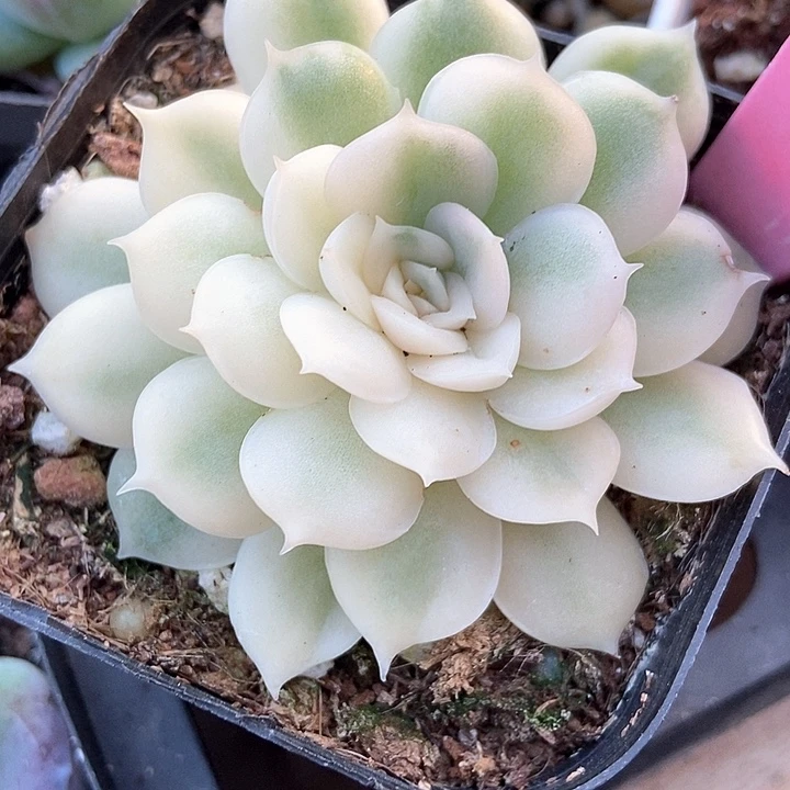 多肉植物昂斯诺白锦938