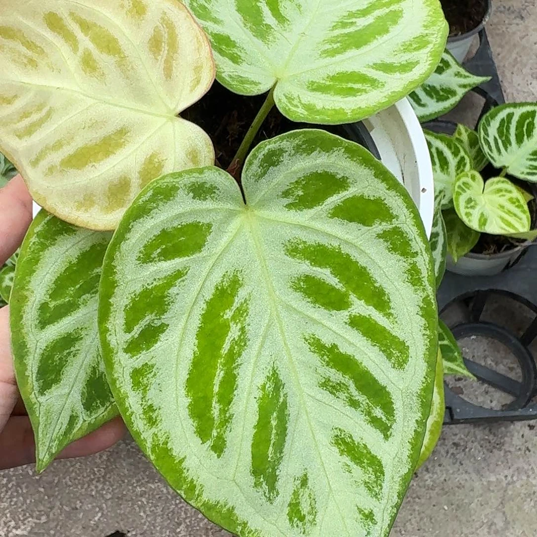 无花朵川*.一物一拍G141