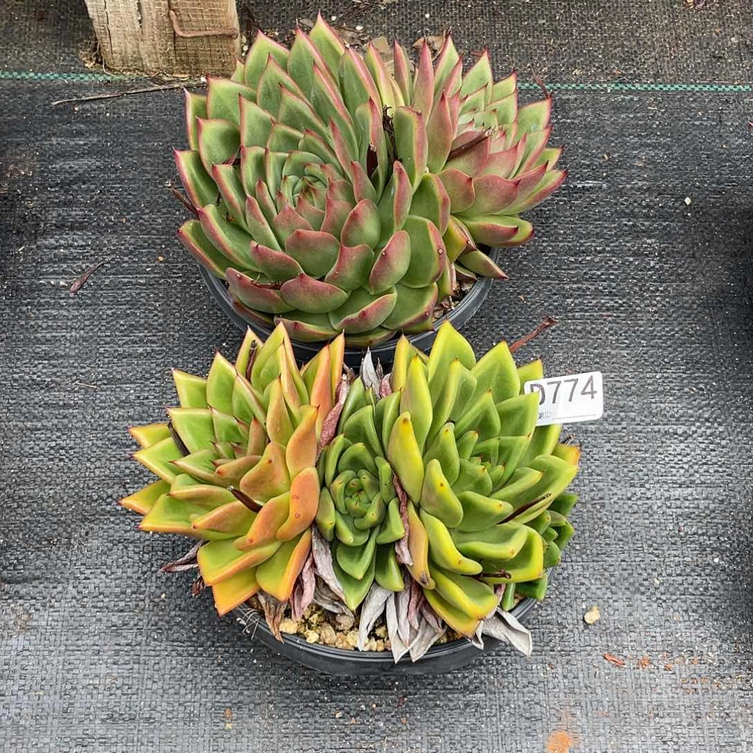 若如东云组拍D774