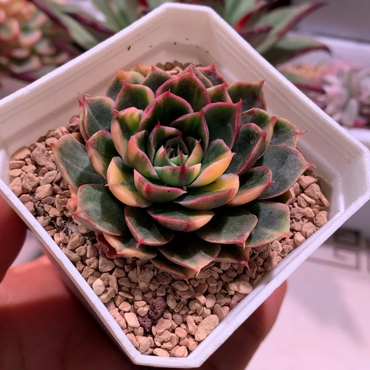 圣路易斯锦拉丝锦