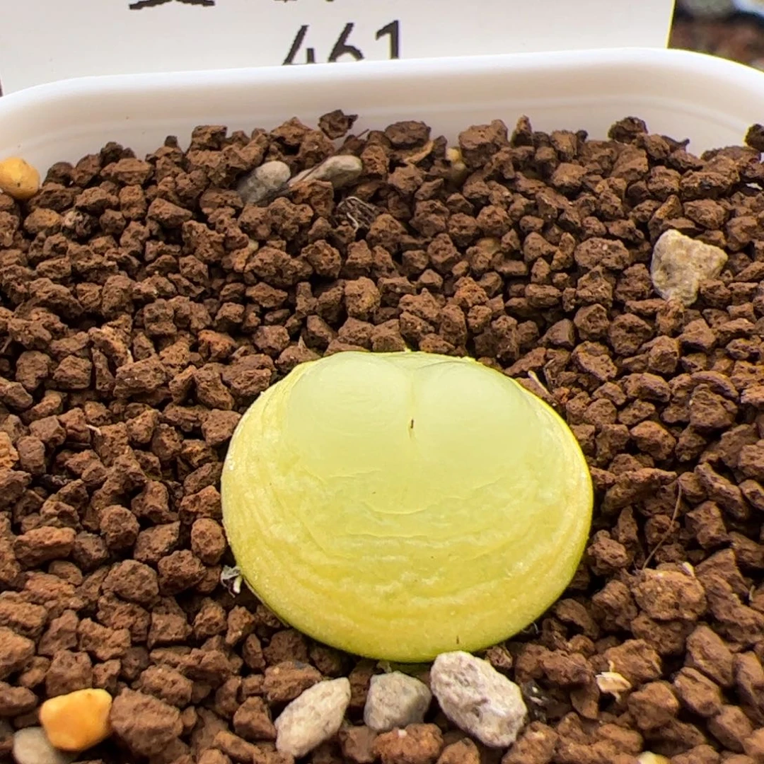 咻****3461号拉登2.11多肉植物