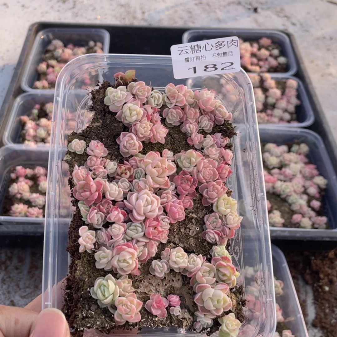 橘*?云糖心多肉植物182