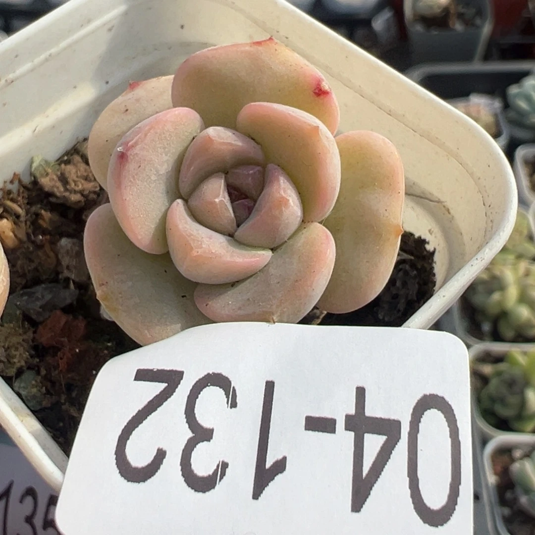 小卡拉米糖心一物一拍4-132