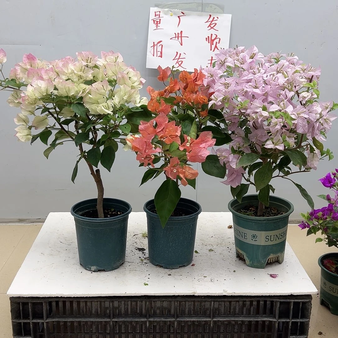 大部分花苞少量开放绿樱，波妹，苹果花组合