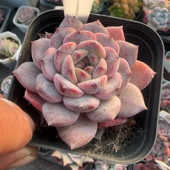 58冰糖多肉植物的