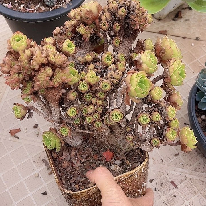 玫瑰法师缀26121多肉植物