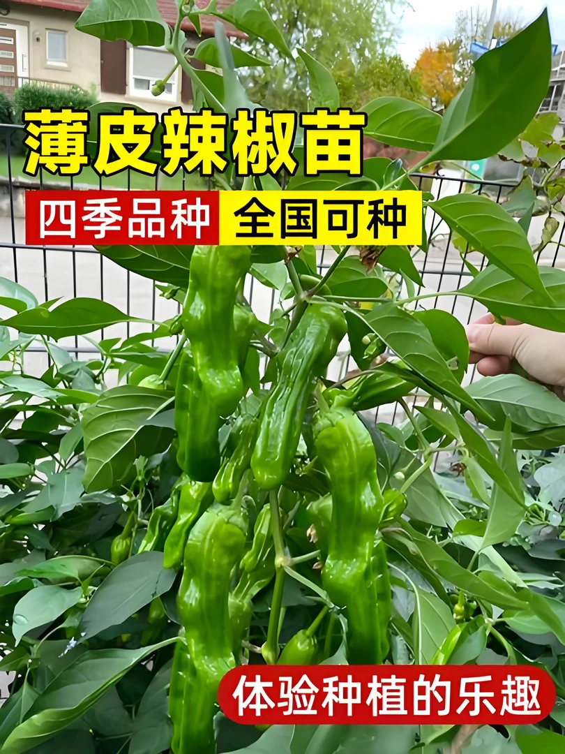 高产大果薄皮辣椒苗蔬菜苗秧苗青椒苗四季种植阳台庭院菜园生长