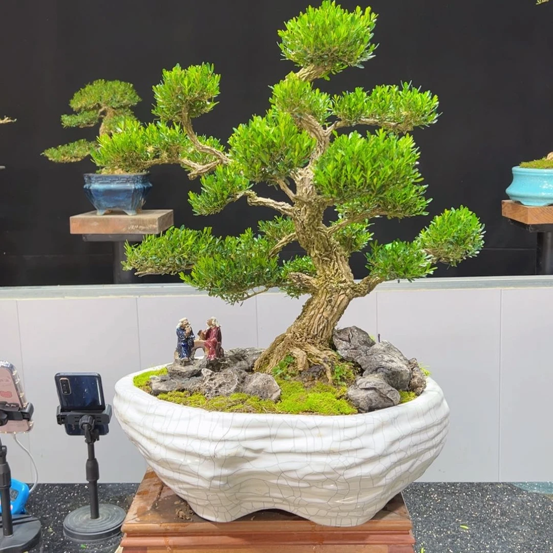 黄杨盆景老桩四季长青