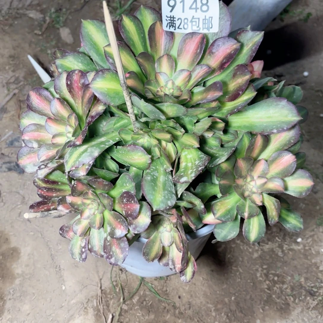 A. 9148流星雨多肉