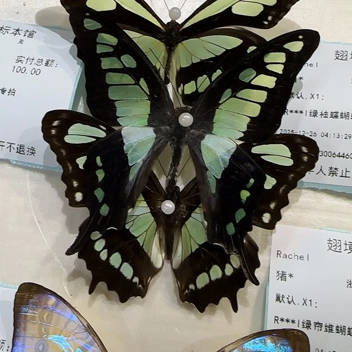 R***l宽带青凤蝶蝴蝶标本