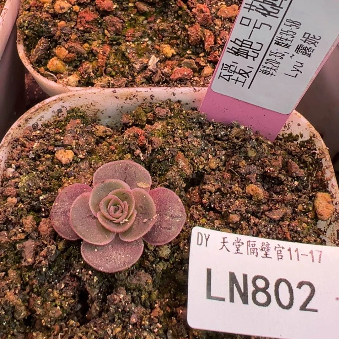 LN802绝色一号山地玫瑰