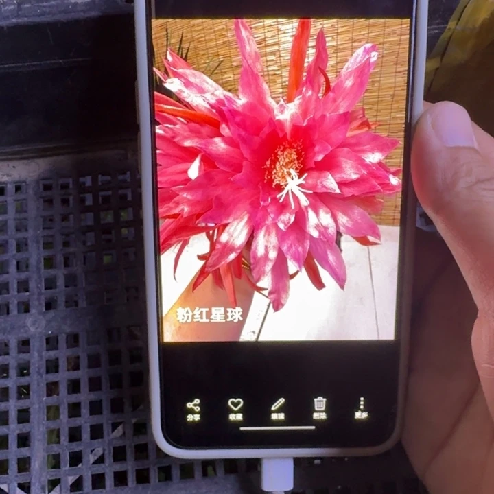 16令箭粉红星球6公分左右无根侧牙，20包邮