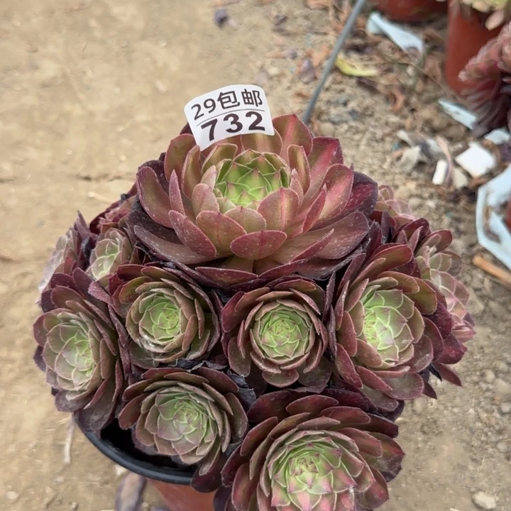 万圣节……多肉植物……