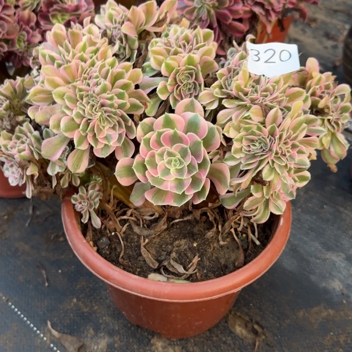 粉女巫法师锦缀化不包损320