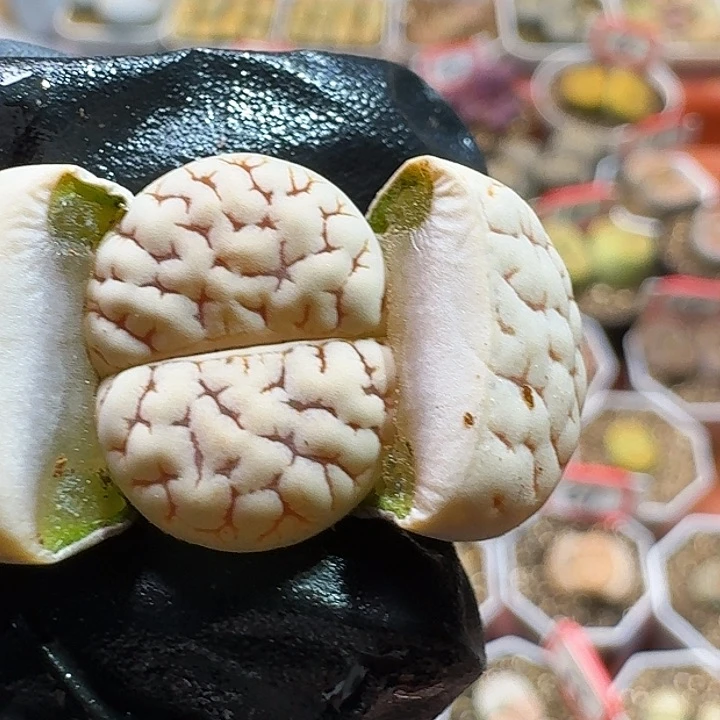 生石花233:：：。  119号