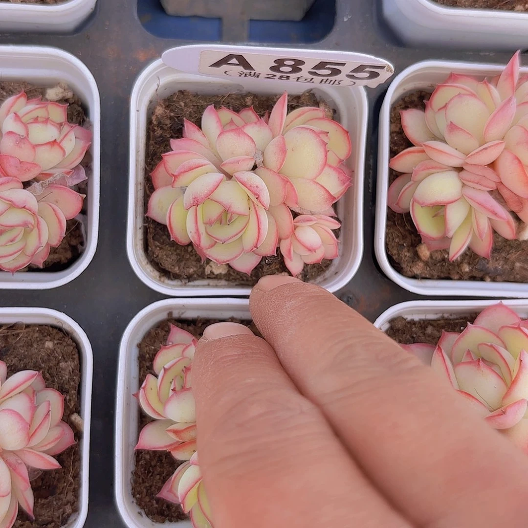 A855牡丹亭一物一拍