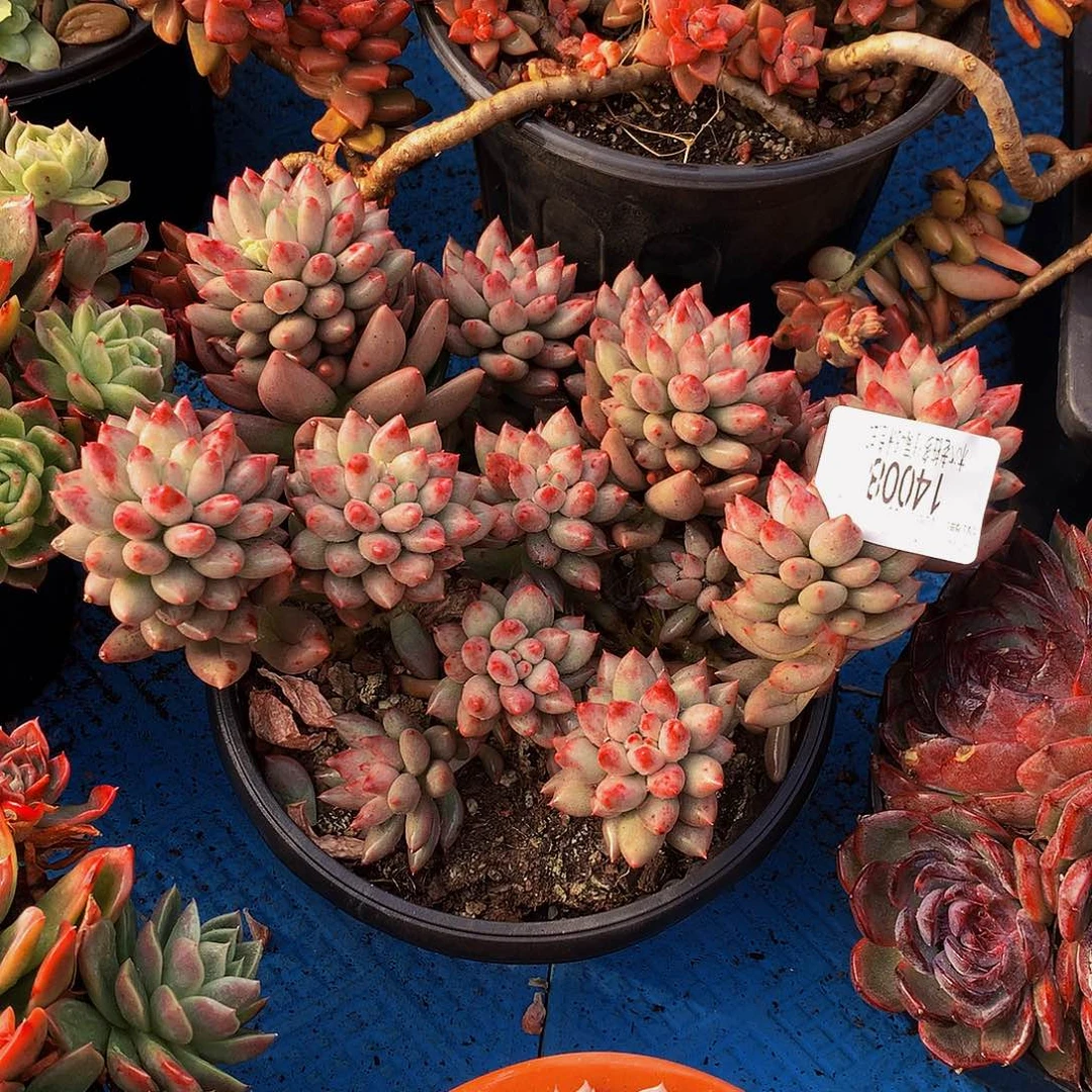 七***．    岩字多肉14008