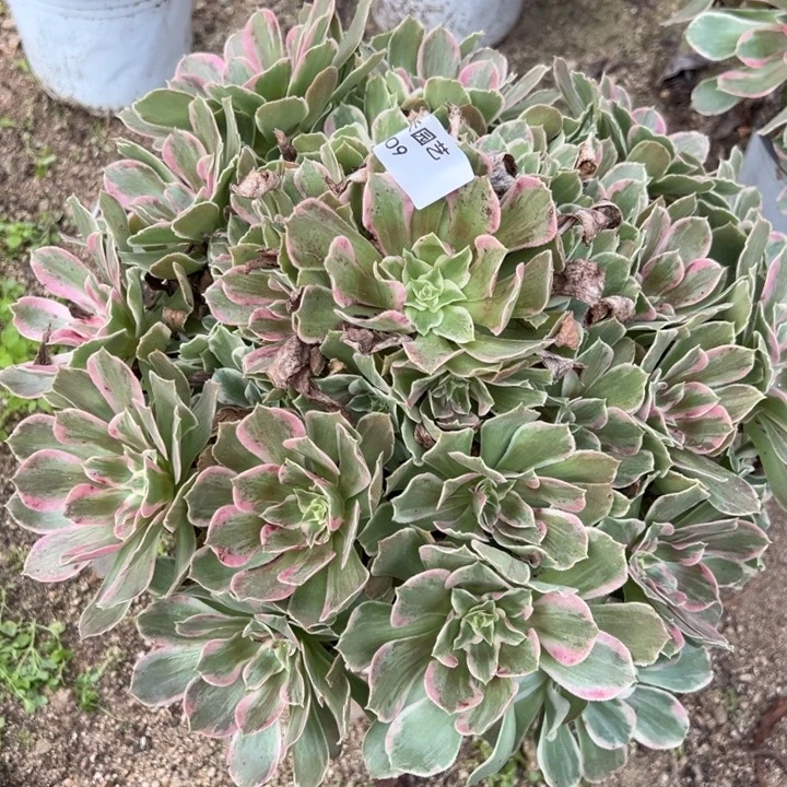 光辉大手捧多肉植物009