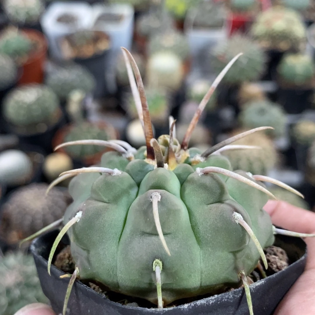 植播园艺豪刺一本