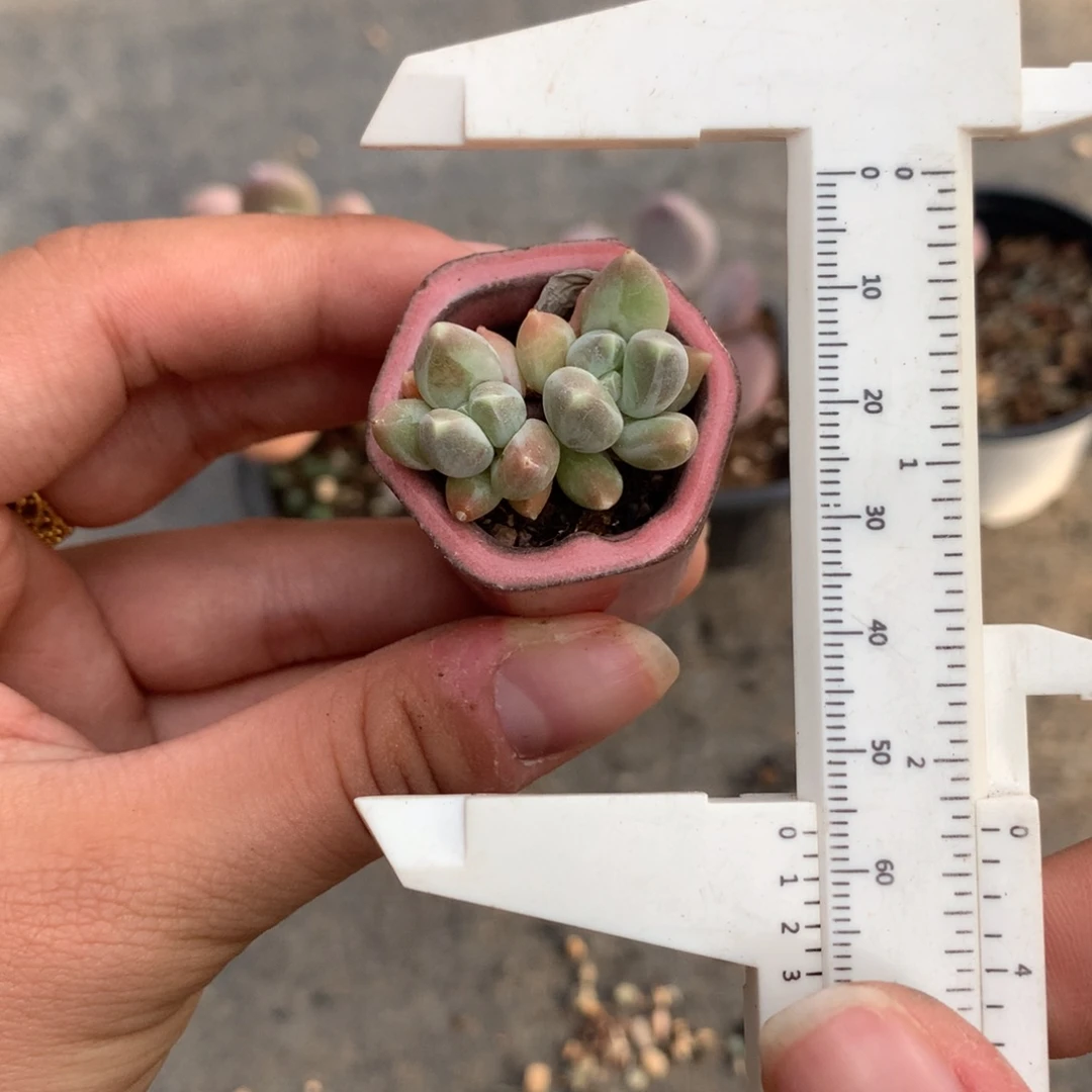 韩国天空美人多肉植物