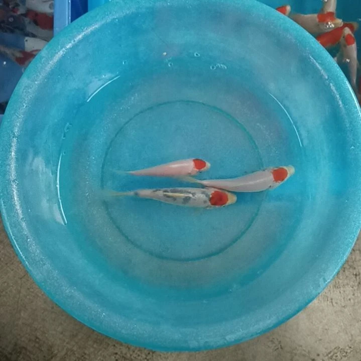 海水鱼顺丰包邮开箱包活2