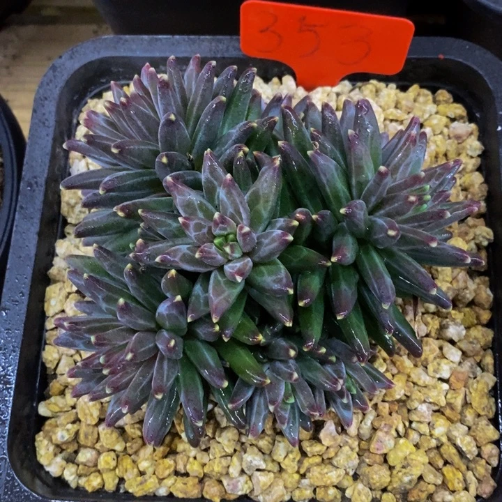 这个点睡起来都还