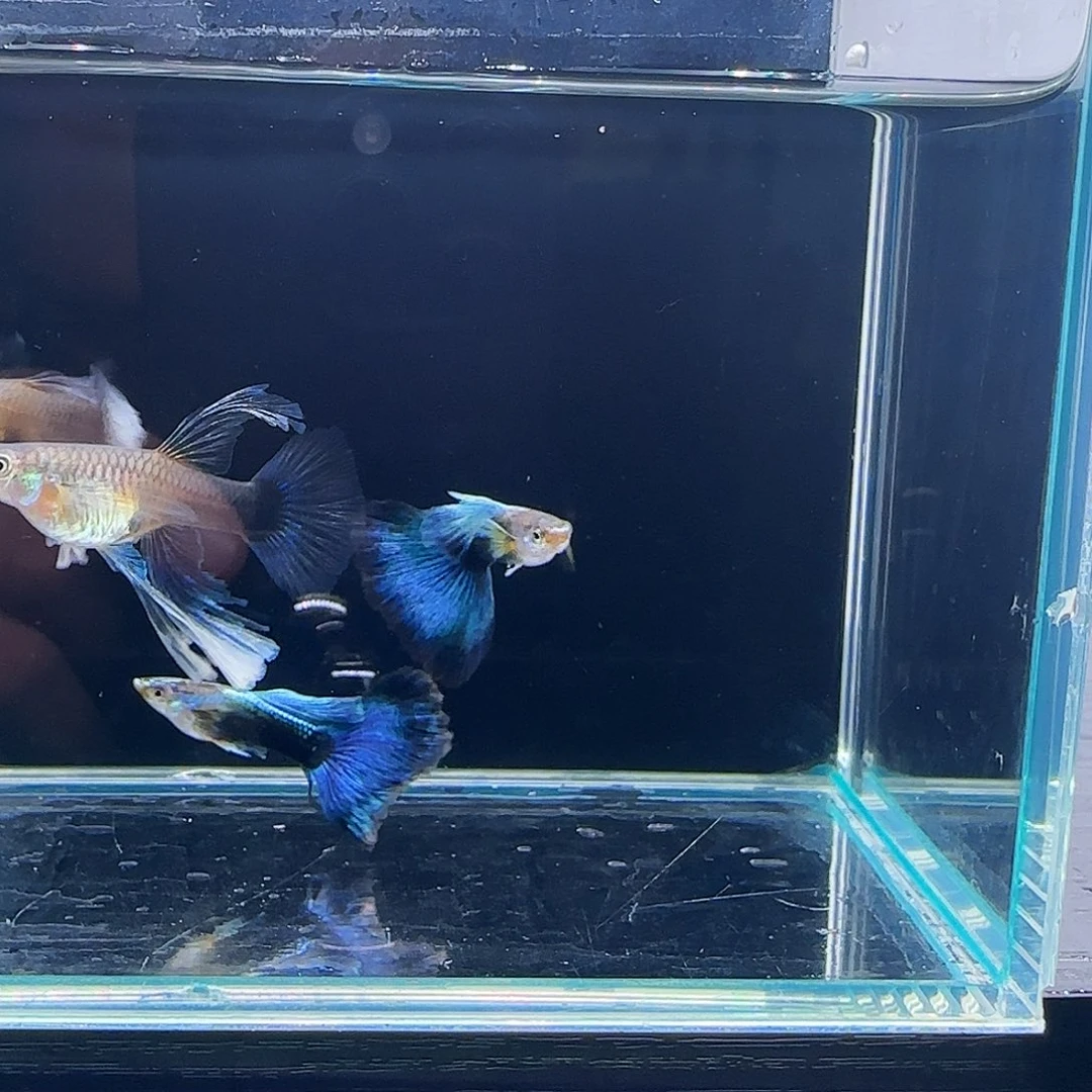 孔雀鱼蓝礼服灯笼绣球种鱼2对