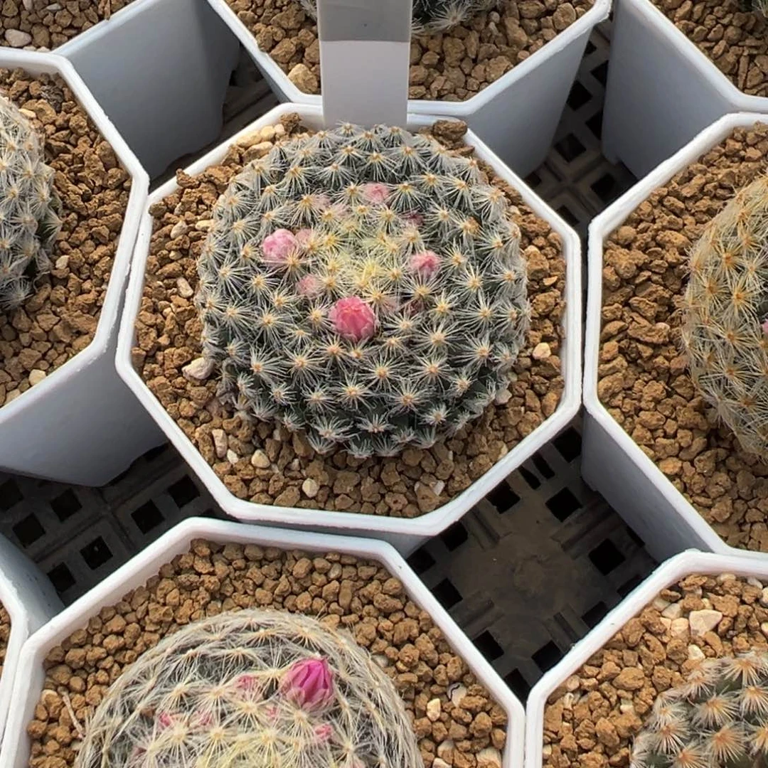 俞***洁明星丸多肉植物带盆土452