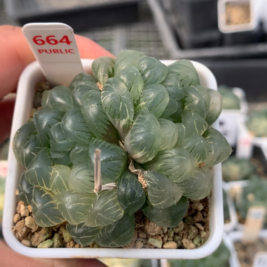 664实生玉露多肉植物十二卷