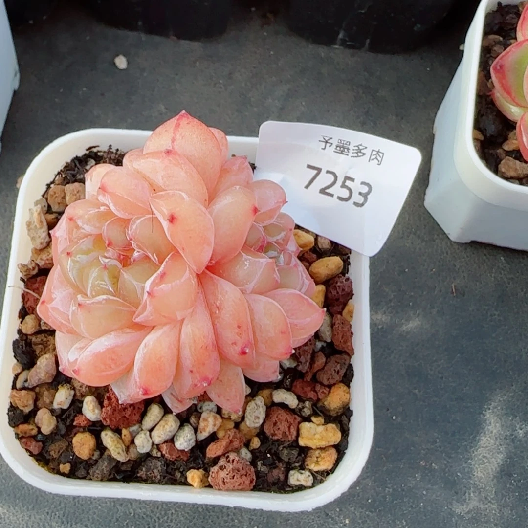 钱***来星月，7253多肉植物