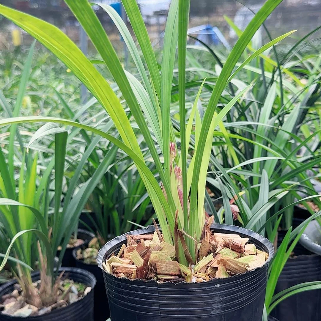 全部花苞建兰花仙子3苗带花苞