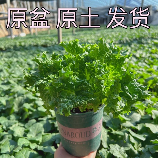【原盆原土发货】基地直发盆栽羽衣甘蓝生菜矮生番茄室内阳台种植