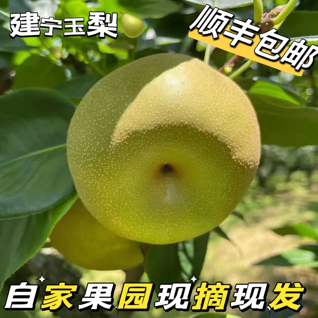 产地直发建宁翠冠梨自然熟皮薄肉厚香甜爽口孕妇儿童水果顺丰包邮