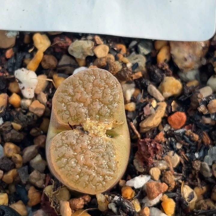 404超级红蛋糕母本