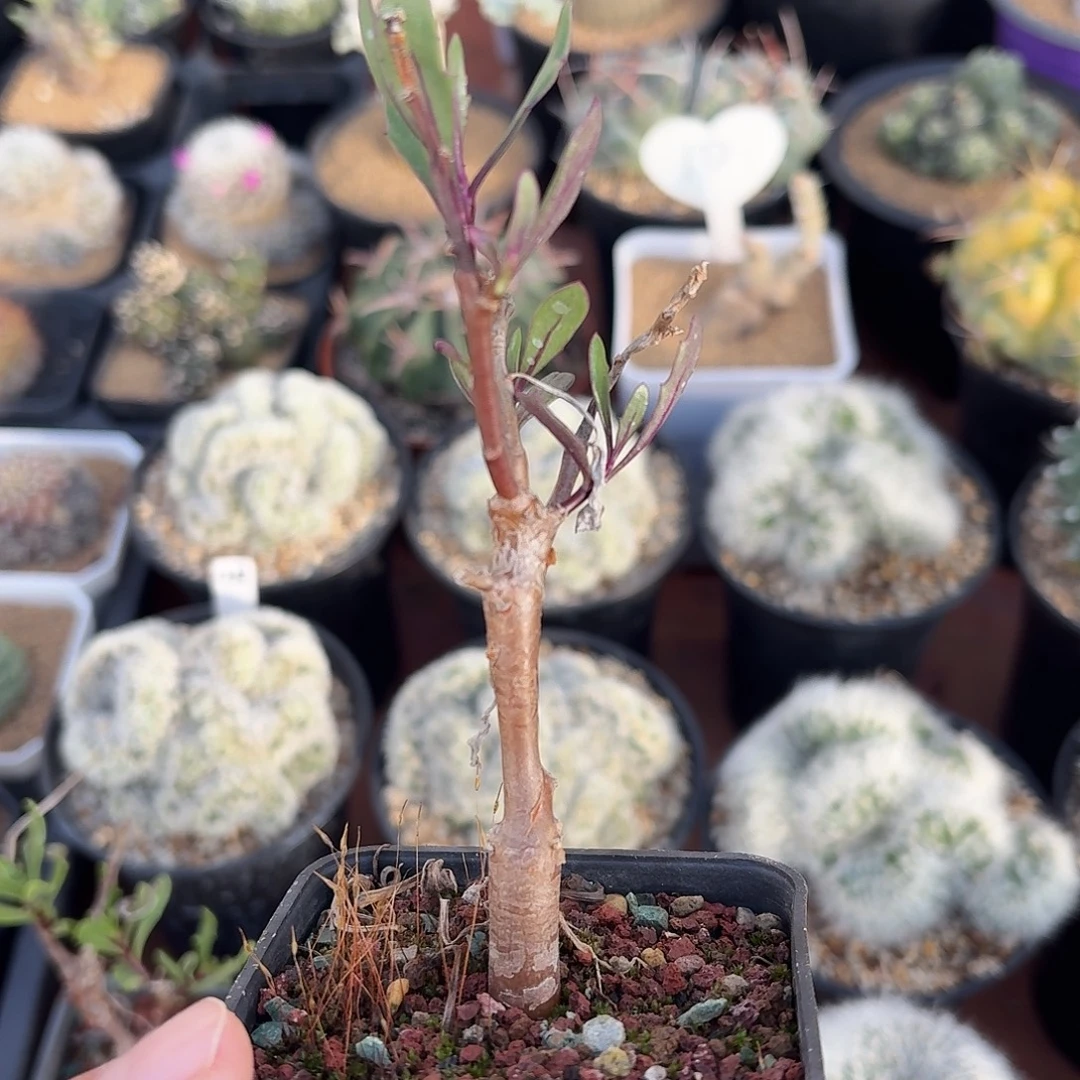 瓶干厚墩菊123456