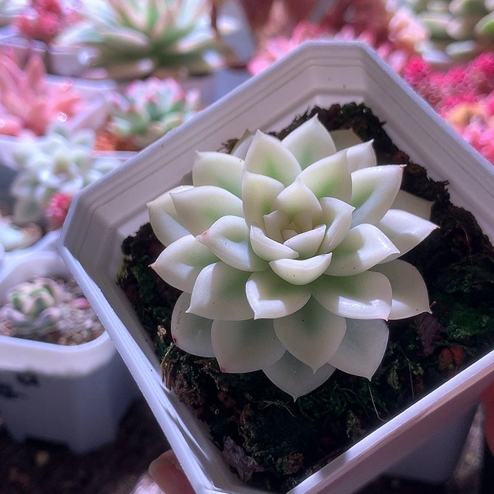 月亮仙子宽锦有根