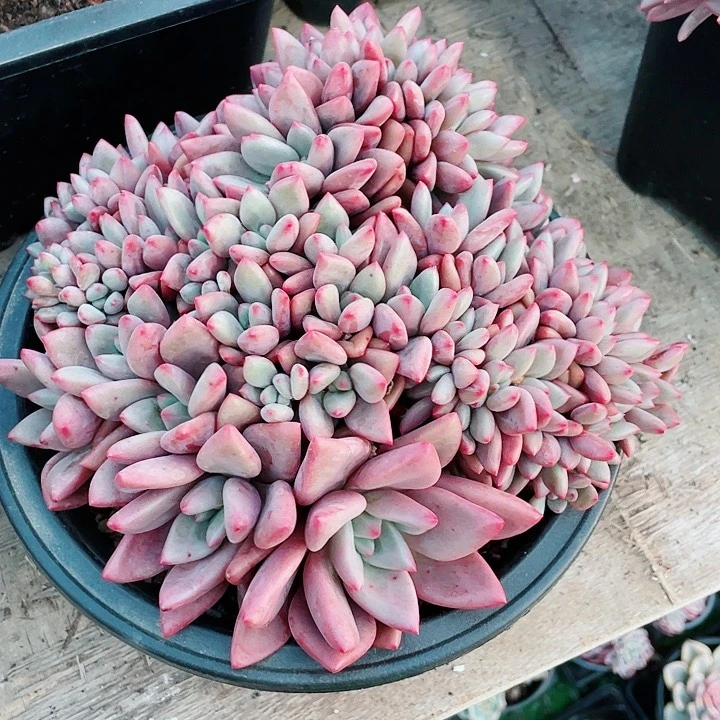 桃花源138一盆58888966